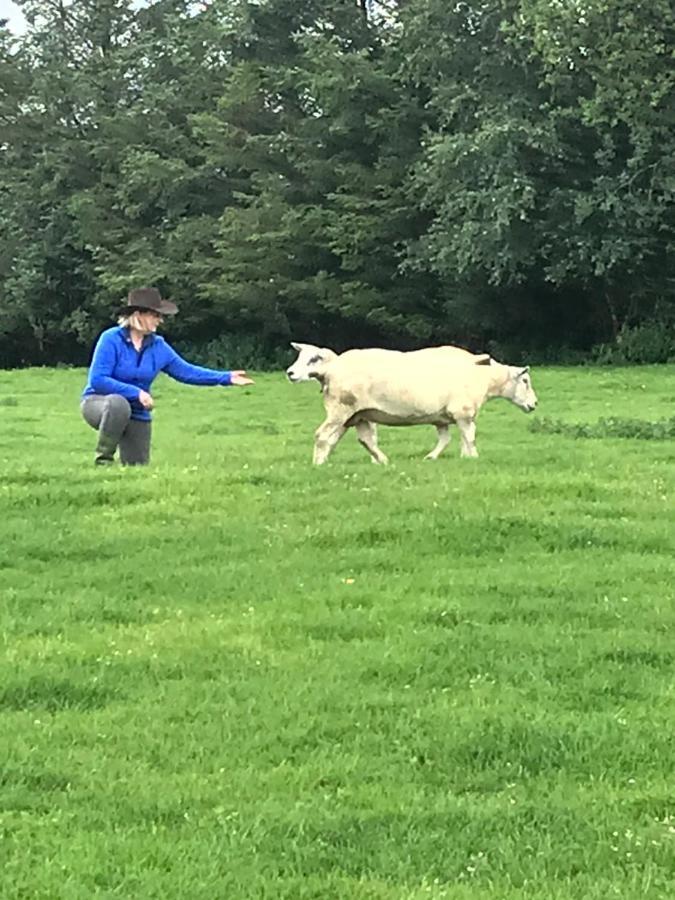 The Snuggly Sheep Shepherd Hut Farm Stay Ballyshannon Exteriér fotografie