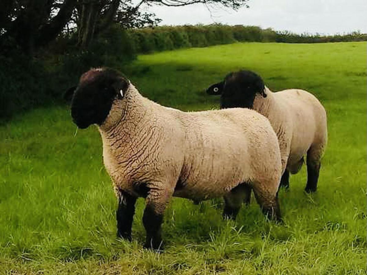 The Snuggly Sheep Shepherd Hut Farm Stay Ballyshannon Exteriér fotografie