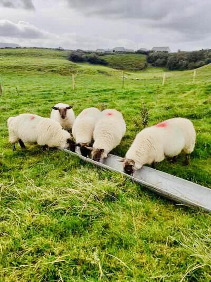 The Snuggly Sheep Shepherd Hut Farm Stay Ballyshannon Exteriér fotografie